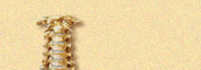 halswirbelsaeule